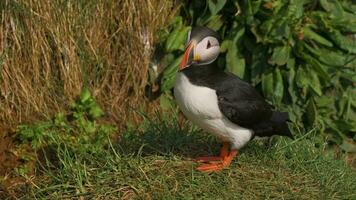 Puffin close shot video