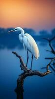 egret sitting on the branch on the sea photo