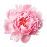 Pink peony flower isolated png