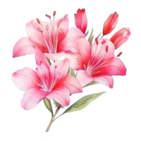 Watercolor pink flower isolated png
