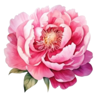 Watercolor peony flower isolated png