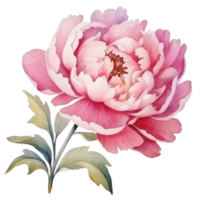 Watercolor peony flower isolated png