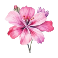 waterverf roze bloem geïsoleerd png