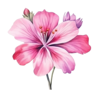 Watercolor pink flower isolated png