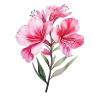 Aquarell Rosa Blume isoliert png