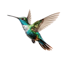 volador colibrí aislado png