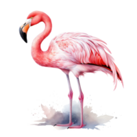 vattenfärg rosa flamingo isolerat png