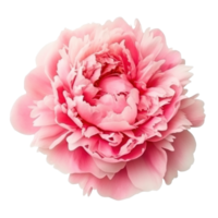 Pink peony flower isolated png