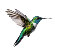 en volant colibri isolé png