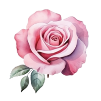 Watercolor rose flower isolated png