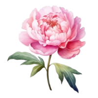 Watercolor peony flower isolated png