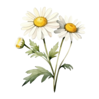 Watercolor chamomile flower isolated png