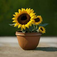 Sunflower in a pot AI Generated photo