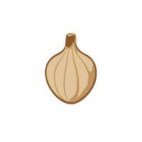 a garlic on a background vector