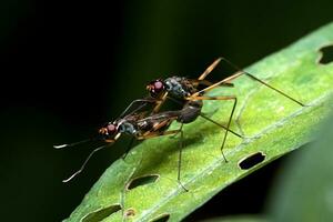 insects mating on leaves in the morning photo