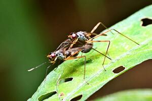 insectos apareamiento en hojas en el Mañana foto