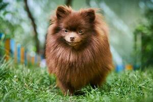 Pomeranian Spitz brown dog in garden photo