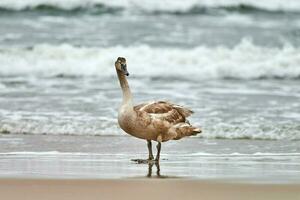 Young brown colored swan walking by Baltic sea, close up photo