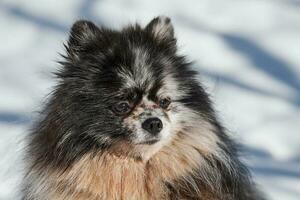 retrato de cierre de perro spitz pomeranian, lindo mármol negro con cachorro de spitz bronceado sentado en la nieve foto