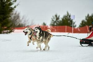Husky sled dog racing photo