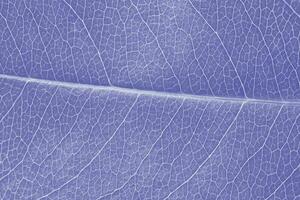 Macro leaf texture purple colorized with beautiful relief facture of plant, close up macro photo