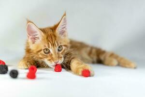 Red Maine Coon kitten. Cute, largest and beautiful cat breed. White background photo