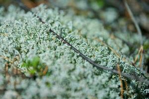 Moss lichen Cladonia rangiferina. Grey reindeer lichen. Beautiful light-colored forest moss growing in warm and cold climates. Deer, caribou moss. photo