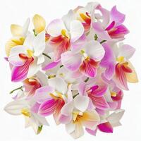 un tropical ramo de flores de orquídeas flores, aislado en blanco fondo, en un hermosa y elegante botánico ilustración, ai generado foto