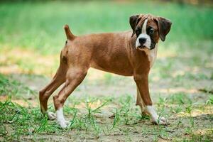 Boxer dog puppy full height portrait at outdoor park walking, green grass background photo