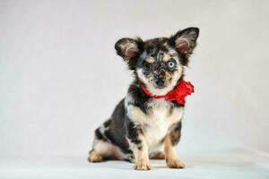 cachorro chihuahua con ojos diferentes foto