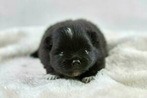 Little Chihuahua puppy lying on soft white fabric, cute sleepy brown white dog breed on white photo