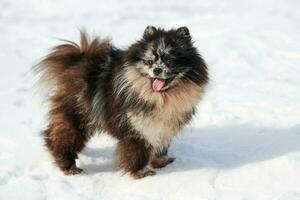 Happy Pomeranian Spitz dog walking on snow full size winter portrait, black marble with tan Spitz photo