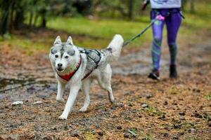 Canicross dog mushing race photo