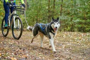 bikejoring trineo tirado por perros carrera de mushing foto