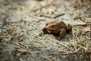 Common European toad on forest ground, cute adult toad in nature waiting for insects for feeding photo