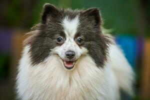 perro pomeranian spitz en el jardín, retrato de cara de cerca foto