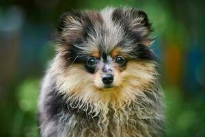 Pomeranian Spitz puppy in garden, close up face portrait photo