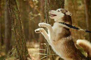 perro husky siberiano de pie sobre las patas traseras en el fondo del bosque de otoño, retrato divertido de perro husky foto