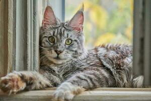 Maine Coon tortoiseshell cat sitting on cat house photo