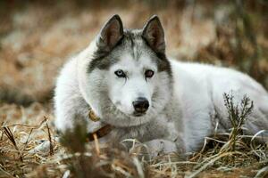 Siberian Husky dog with eye injury lying on dry grass, beautiful Husky with black white coat color photo