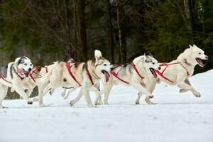 corriendo perro husky en carreras de perros de trineo foto