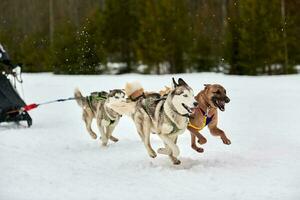 Running Husky dog on sled dog racing photo