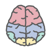 Brain human organ anatomy png