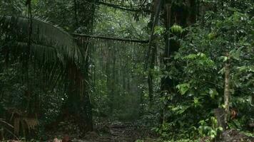 el Mañana atmósfera en el bosque video