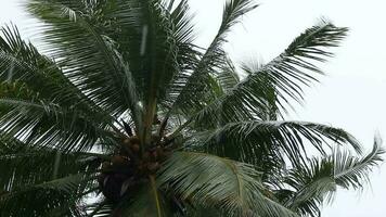 coco árvore folhas balançar dentro a vento quando isto chuvas dentro a tropical estação video
