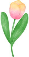 vivace mazzo di tulipano fiori nel un' delizioso pastello acquerello mano disegno png