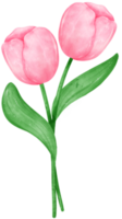 vivace mazzo di rosa tulipano fiori nel un' delizioso acquerello mano disegno png