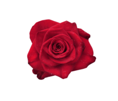 Red rose flower isolated with transparent png. Nature object for design to Valentines Day, mothers day, anniversary png