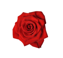 Red rose flower isolated with transparent png. Nature object for design to Valentines Day, mothers day, anniversary png