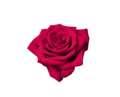 Red rose flower isolated with transparent png. Nature object for design to Valentines Day, mothers day, anniversary png